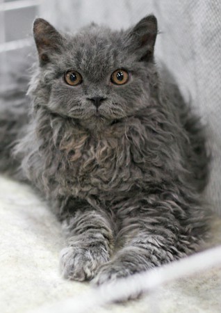 Nille 4kk Heikki Siltalan kuvaamana Rurokin näyttelyssä. Oli Suomen ensimmäinen Selkirk rex FiFen näyttelyissä